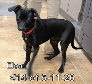 Elsa #14 of 5-11-26 -  Dachshund Dog Available for Adoption in Gaylord, Michigan - Elsa #14 Of 5-11-26 | PetCurious