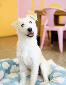 Gemma -  Terrier Dog for Adoption in Pasadena, California - Gemma | PetCurious