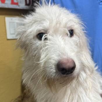Rand - Local October 9-11 -  Terrier Dog for Adoption in Brookshire, Texas - Rand - Local October 9-11 | PetCurious