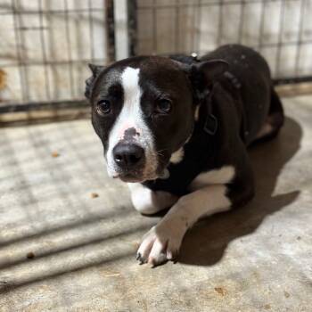 Rescue Boston Terrier Dogs for Adoption in Fort Smith, Arkansas - Noaly | PetCurious