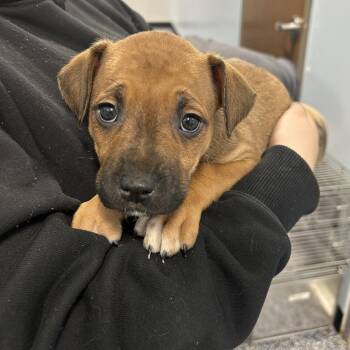 Boxer and Mixed Breed Dogs Available for Adoption - Suzani | PetCurious