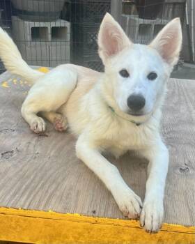 Rescue Canaan Dog and Husky Dogs for Adoption in Dallas, Texas - Dusty J | PetCurious