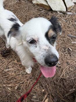 Kiwi -  Chihuahua Dog for Adoption in Youngsville, North Carolina - Kiwi | PetCurious