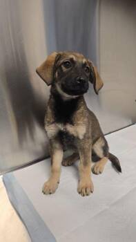 Quinni -  Shepherd and Mixed Breed Dog for Adoption in Fresno, California - Quinni | PetCurious