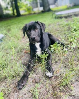 Star -  Black Labrador Retriever Dog for Adoption in Clearwater, Florida - Star | PetCurious