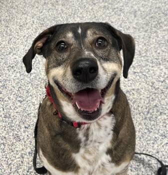 Rescue Hound Dogs for Adoption in Golden, Colorado - Charlie | PetCurious