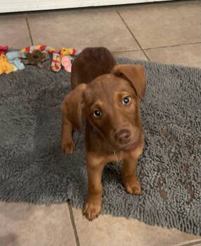 Hound and Catahoula Leopard Dog Dogs Available for Adoption - Lilly | PetCurious