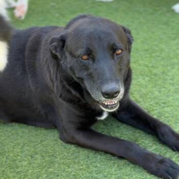 Mixed Breed Dogs Available for Adoption - Andre A1955540 | PetCurious