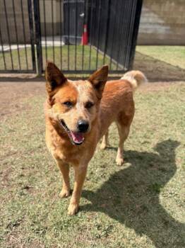 Australian Cattle Dog Blue Heeler and Mixed Breed Dogs Available for Adoption in Riverside, California - BRIAN | PetCurious