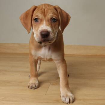 Rescue Chesapeake Bay Retriever and Mixed Breed Dogs for Adoption in Minnetonka, Minnesota - Emmy Lou D66796 | PetCurious