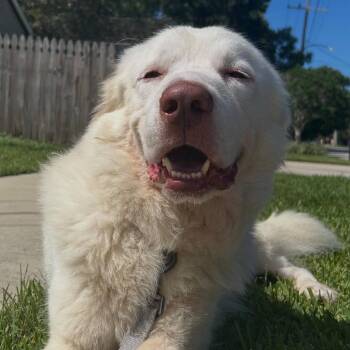 Beaux (Benefactor Dog) -  Great Pyrenees Dog for Adoption in New Orleans, Louisiana - Beaux (Benefactor Dog) | PetCurious