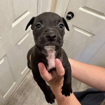 Pit Bull Terrier and Dachshund Dogs Available for Adoption in Agua Dulce, California - Otter | PetCurious