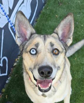 Sky -  Husky and Shepherd Dog for Adoption in Newport, Tennessee - Sky | PetCurious
