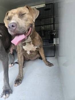 Mindee -  Mixed Breed Dog for Adoption in Atlanta, Georgia - Mindee | PetCurious