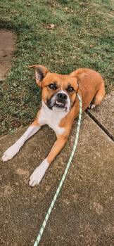 Rescue Boxer and Mixed Breed Dogs for Adoption in Mokena, Illinois - Axel | PetCurious