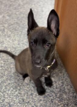 Rogue -  Mixed Breed Dog for Adoption in Bemidji, Minnesota - Rogue | PetCurious