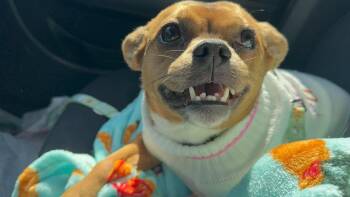 Belly -  Chihuahua Dog for Adoption in Forney, Texas - Belly | PetCurious