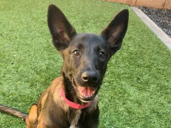 SAVE ME PLEASE Anaya - IDA551502 -  Belgian Shepherd Malinois Dog for Adoption in San Marcos, California - SAVE ME PLEASE Anaya - IDA551502 | PetCurious