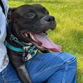PawPaw -  Mixed Breed Dog for Adoption in Fairport, New York - PawPaw | PetCurious