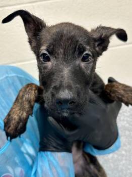Sophia -  Mixed Breed Dog for Adoption in Wichita, Kansas - Sophia | PetCurious
