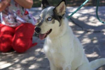 Rescue Siberian Husky Dogs for Adoption in Glendale, Arizona - Calley | PetCurious