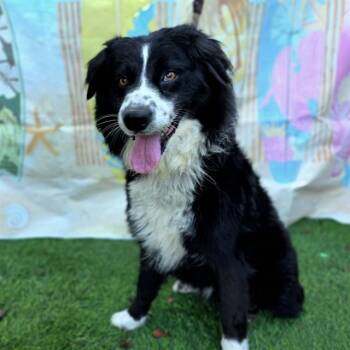 FABIAN -  Border Collie Dog for Adoption in Long Beach, California - FABIAN | PetCurious