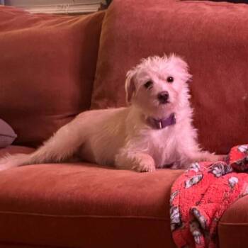 Cindy -  Terrier and Mixed Breed Dog for Adoption in Cincinnati, Ohio - Cindy | PetCurious