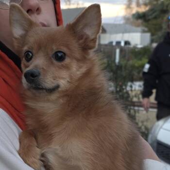 Scarlett -  Mixed Breed Dog for Adoption in Klamath Falls, Oregon - Scarlett | PetCurious