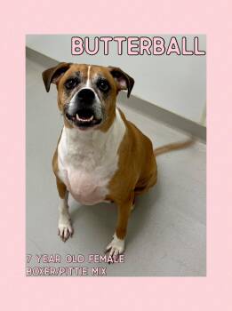Rescue Boxer and Pit Bull Terrier Dogs for Adoption in Danville, Indiana - Butterball | PetCurious