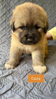 Great Pyrenees and German Shepherd Dog Dogs Available for Adoption in Claremont, North Carolina - Cara | PetCurious