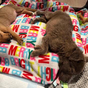Sam -  Husky and Pit Bull Terrier Dog for Adoption in Northville, Michigan - Sam | PetCurious