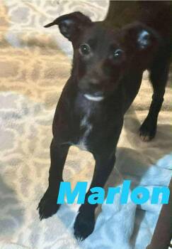 Rescue Chihuahua and Mixed Breed Dogs for Adoption in Severance, Colorado - Marlon | PetCurious