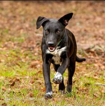 Hound Dogs Available for Adoption - Tina | PetCurious