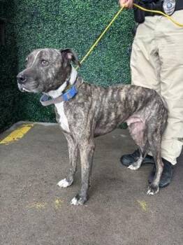 Hans -  Mixed Breed Dog for Adoption in El Paso, Texas - Hans | PetCurious