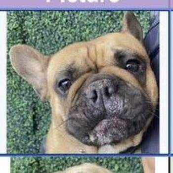 French Bulldog and Mixed Breed Dogs Available for Adoption in Tacoma, Washington - Tina | PetCurious