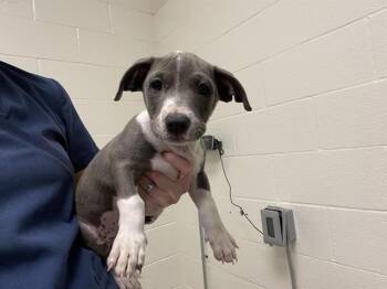 BARTHOLOMEW -  Pit Bull Terrier Dog for Adoption in Auburn, California - BARTHOLOMEW | PetCurious