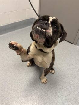 BOBO -  American Bulldog Dog for Adoption in Indianapolis, Indiana - BOBO | PetCurious
