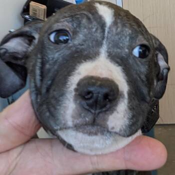 Mixed Breed Dogs Available for Adoption in Leander, Texas - Cloud | PetCurious