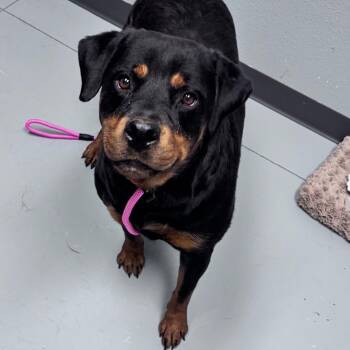 Bullet -  Mixed Breed Dog for Adoption in Bismarck, North Dakota - Bullet | PetCurious