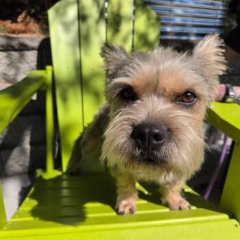 Brazzos -  Terrier Dog for Adoption in Redmond, Washington - Brazzos | PetCurious