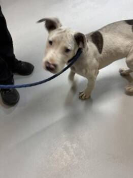 Ferdinand 974-26 -  Dogo Argentino and Mixed Breed Dog for Adoption in Cumming, Georgia - Ferdinand 974-26 | PetCurious