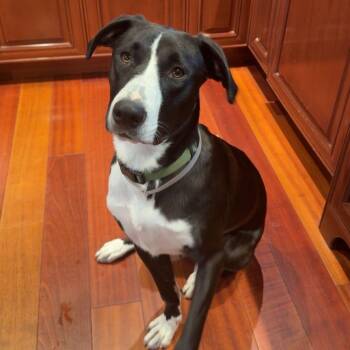 Rescue Border Collie and Husky Dogs for Adoption in Lindenhurst, New York - Buster | PetCurious