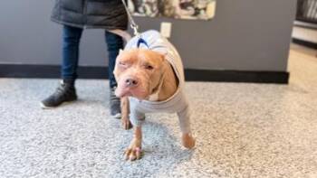 Mixed Breed Dogs Available for Adoption - Paulie | PetCurious