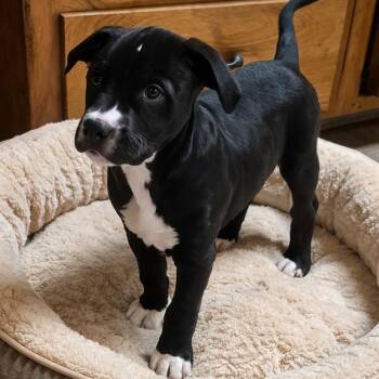 Mixed Breed Dogs Available for Adoption - CHUCKIE | PetCurious