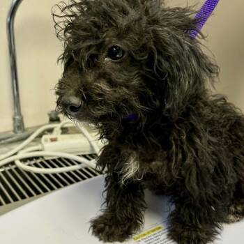 Rescue Poodle and Cairn Terrier Dogs for Adoption in Sonoma, California - Dottie | PetCurious