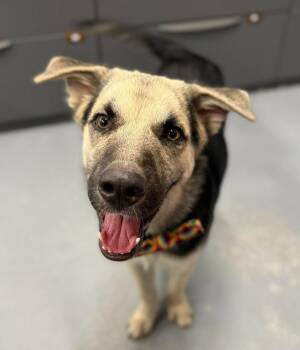 Wade -  German Shepherd Dog Dog for Adoption in Sedalia, Colorado - Wade | PetCurious