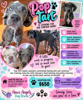 PopTart -  Great Dane Dog for Adoption in Nashville, Tennessee - PopTart | PetCurious