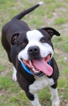 American Bulldog Dogs Available for Adoption in Kansas City, Kansas - Brennan (AO36564) | PetCurious