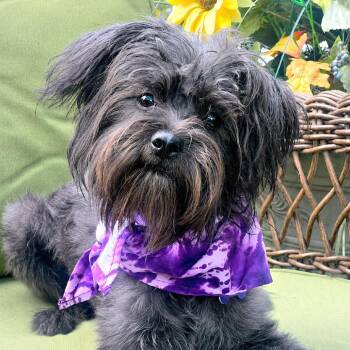 Schnauzer Dogs Available for Adoption in Boerne, Texas - Seashell | PetCurious
