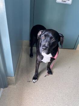 Rescue Labrador Retriever and Mixed Breed Dogs for Adoption in Newton, North Carolina - CANNOLI | PetCurious